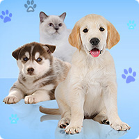 Wauies – The Pet Shop Game - Download Free Games