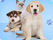 Wauies – The Pet Shop Game - New Games